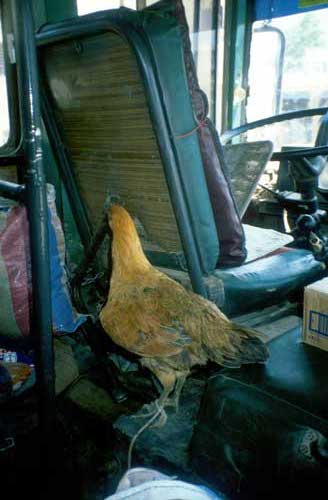 Guatemala:Chickenbus mit Chicken