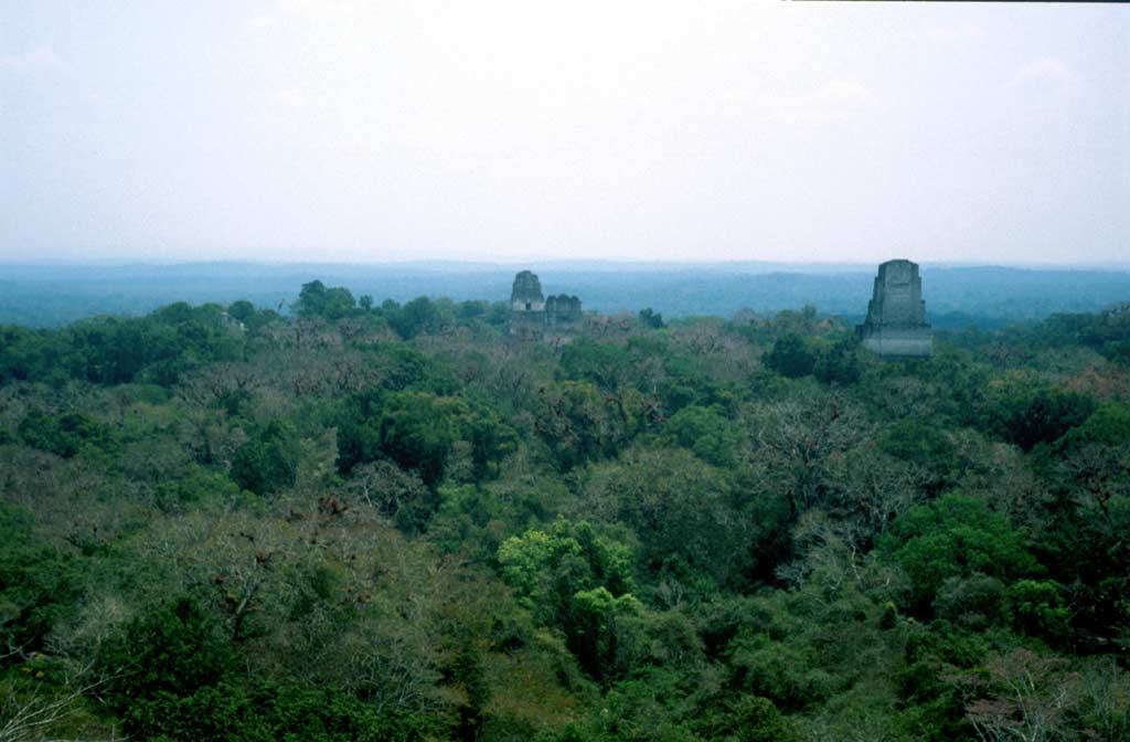 Blick über den Dschungel in Guatemala, über die Baumwipfel steigen die Tempel-Ruinen von Tikal.