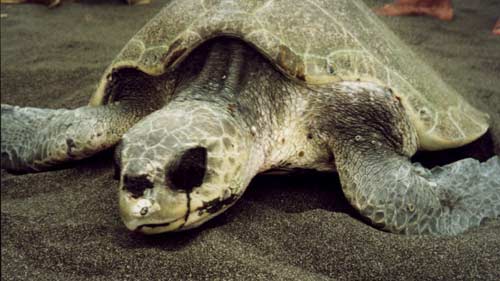Guatemala: Schildkr&ouml;te beim Eierlegen am Strand von Monterrico