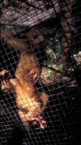 Belize Zoo: ein Kinkajou