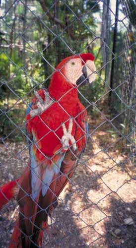 Belize Zoo: ein Papagei