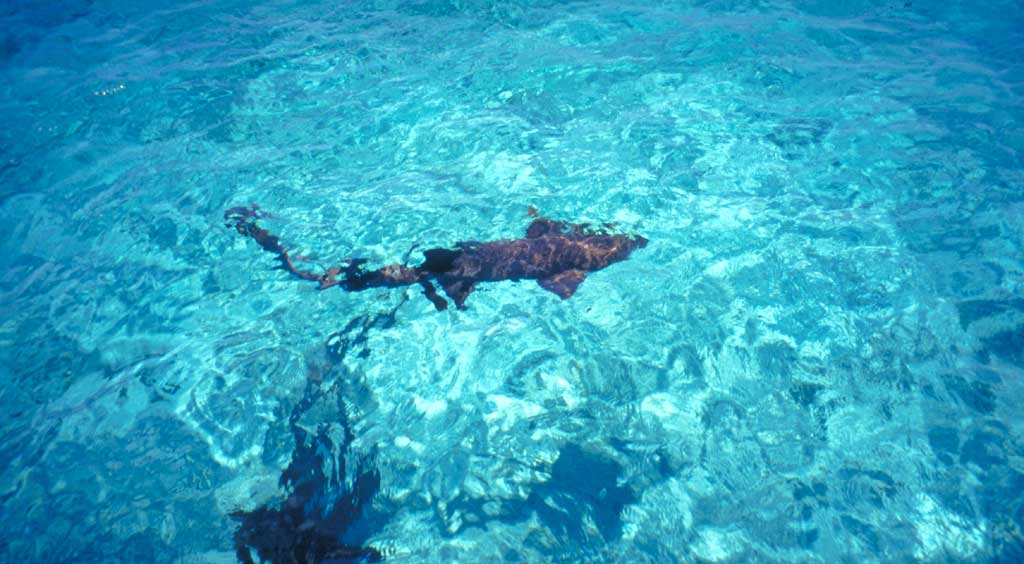 Ammenhai in Hol Chan, Caye Caulker, Belize