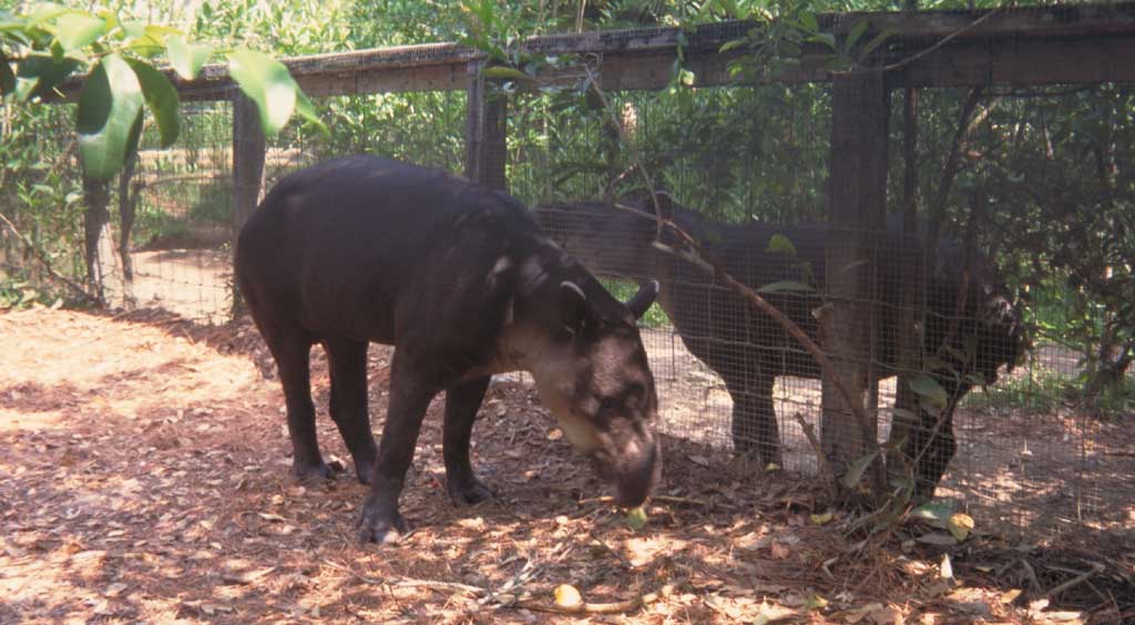 Belize Zoo - tapirs