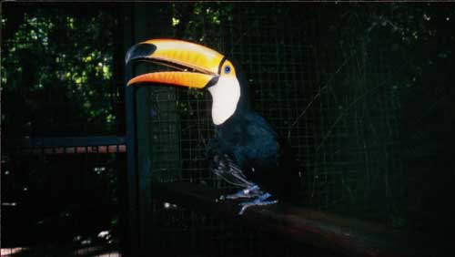 Brazil, Iguazu: A Toucan 