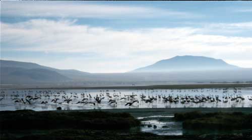 Bolivien, Tour Tuipza - Uyuni: Flamingos in der Laguna<br />
            Colorada
