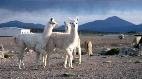 Bolivien, Tour Tupiza - Uyuni: Baby-Lamas