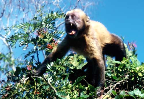 Bolivia, Rurrenabarque, Pampa Tour: A Monkey
