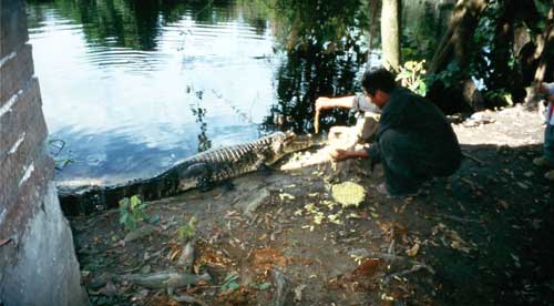 Bolivia, Rurrenabarque, Pampa Tour: A Pet Alligator