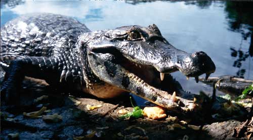 Bolivia, Rurrenabarque, Pampa Tour: Alligator