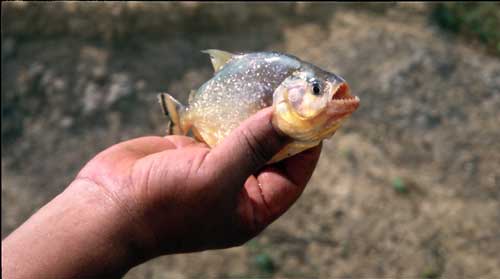 Bolivia, Rurrenabarque, Pampa Tour: Piranah