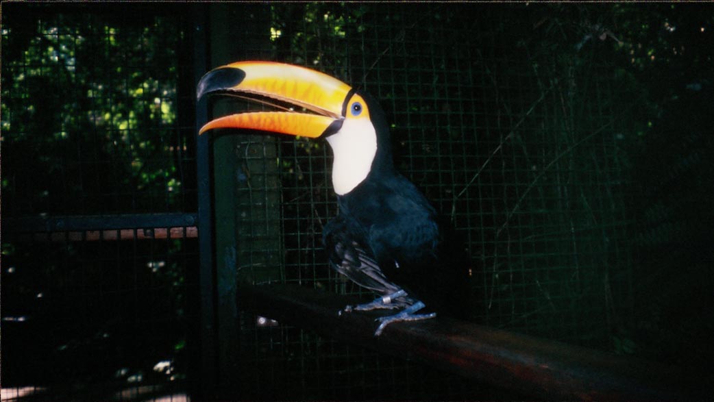 a giant toucan