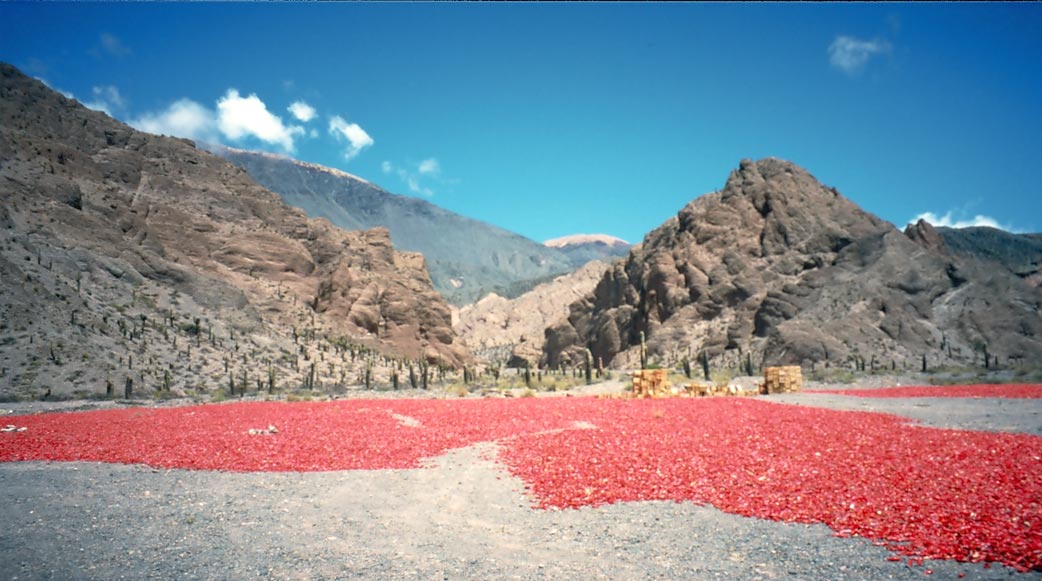 rote Pfefferschoten vor Bergpanorama in der Quebrada del Toro