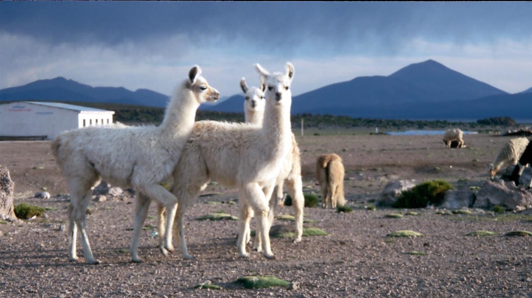 drei Baby-Lamas beim Kuscheln