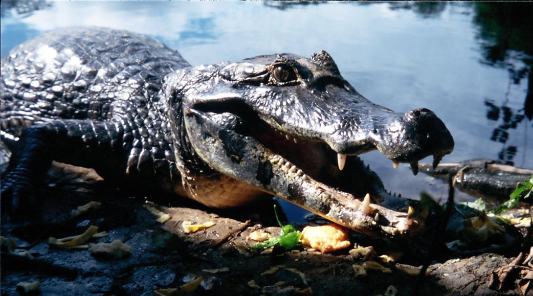 close up of the head of an alligator