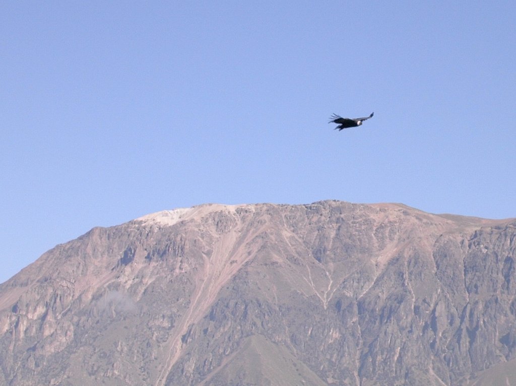 a condor in Colca Canyon