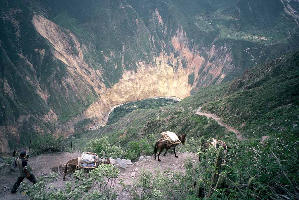 Colca Canyon - ein enger, steiler Weg führt hinab in den Canyon. Esel und Maultiere tragen alle Lasten.