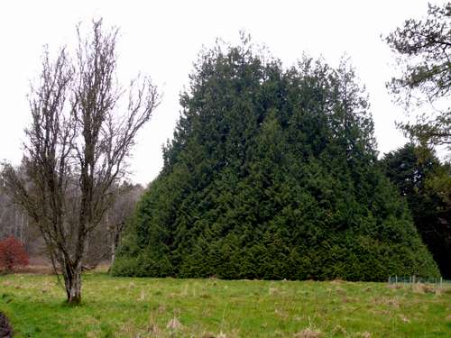 Ireland: Lough Key Forrest<br />
  Park
