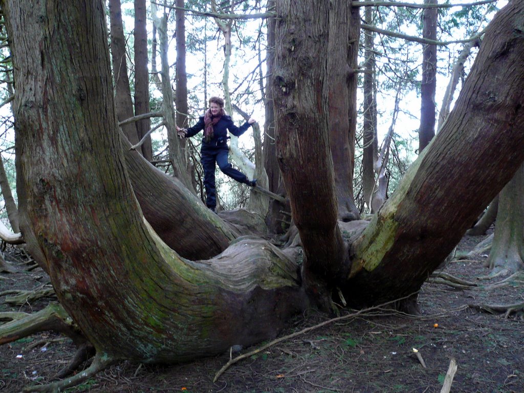 Gabi climbs through the branches of the giant thuja.