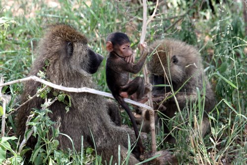 Tanasania - Tarangire National Park - Affen