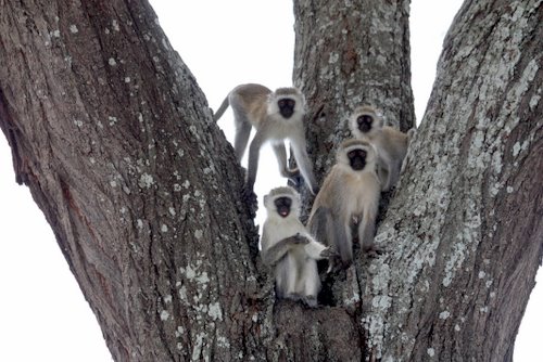 Tanasania - Tarangire National Park - Affen