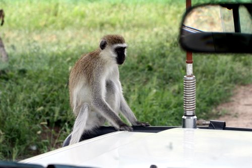 Tanasania - Tarangire National Park - Affen