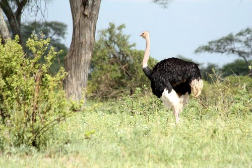Tanasania - Tarangire Nationalpark - Vogel Strau&szlig;