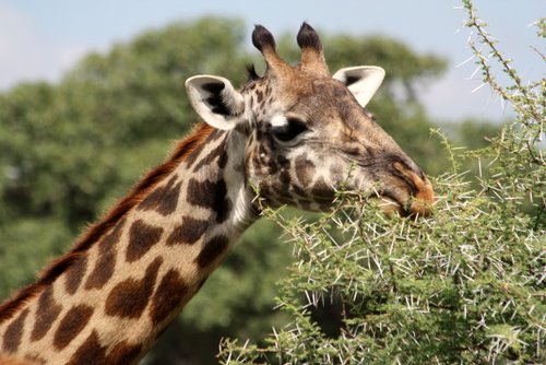 Tanasania - Tarangire Nationalpark - Giraffe