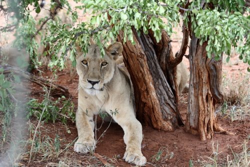 Tanasania - Tarangire Nationalpark - L&ouml;we