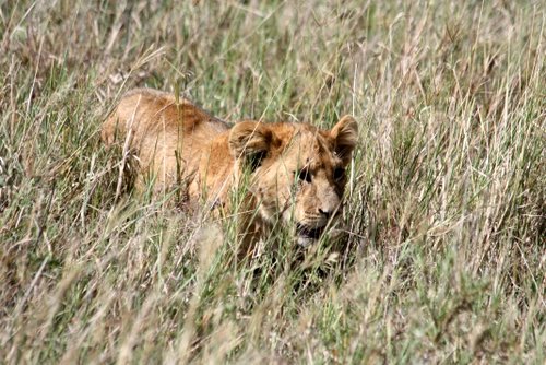 Tanasania - Serengeti - L&ouml;we