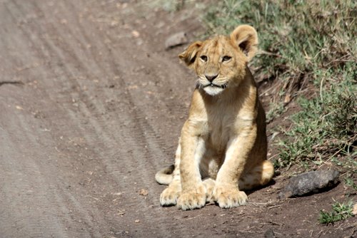 Tanasania - Serengeti - L&ouml;we