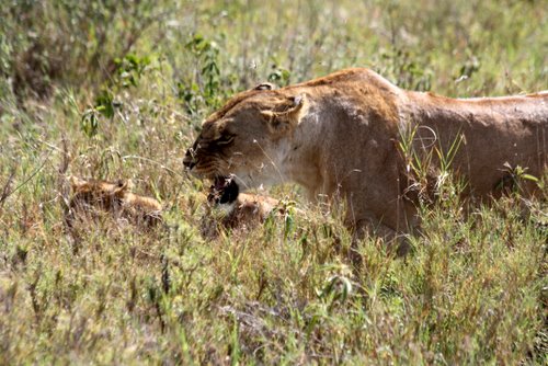 Tanasania - Serengeti - L&ouml;we