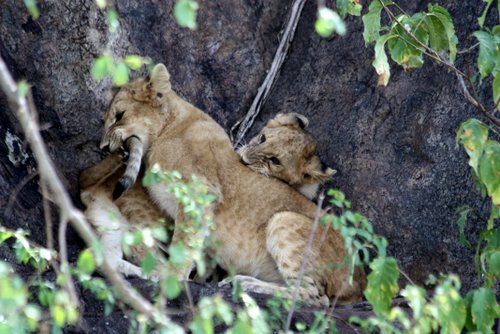 Tanasania - Serengeti - L&ouml;we