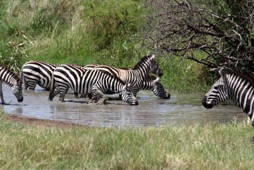 Tanasania - Serengeti - Zebras