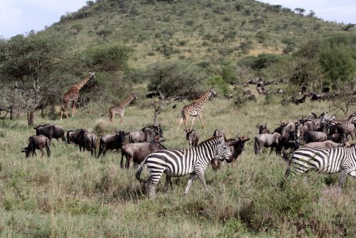 Tanasania - Serengeti - Gnus, Zebras, Giraffen