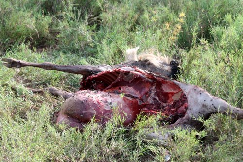Tanasania - Serengeti - Gnu