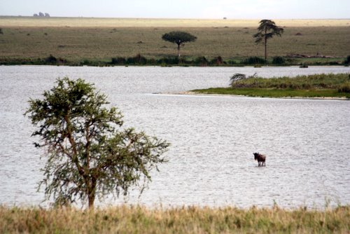 Tanasania - Serengeti - Gnu