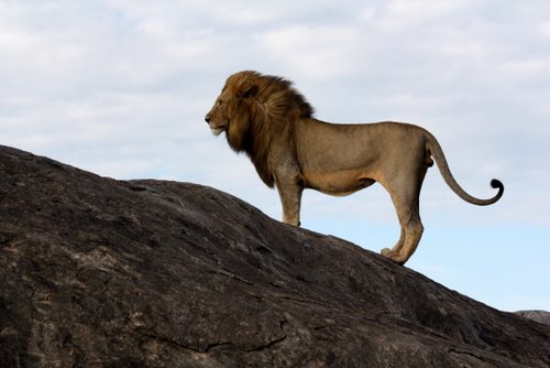 Tansania - Lion