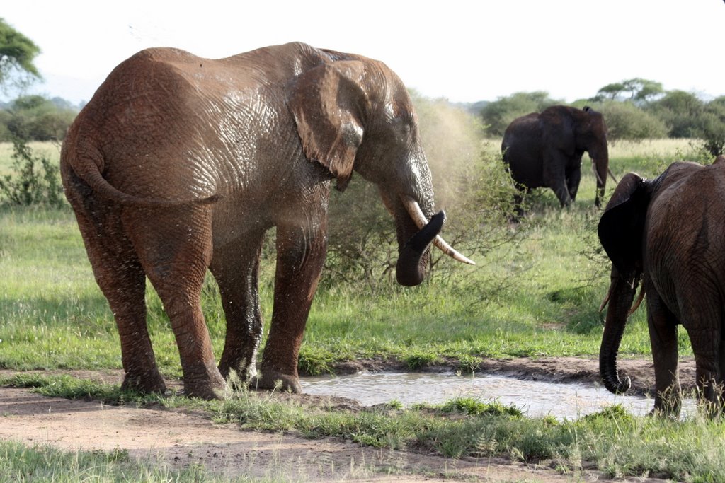 Tansania - Ein Elefant bespritzt sich mit Wasser aus einer größeren Pfütze.