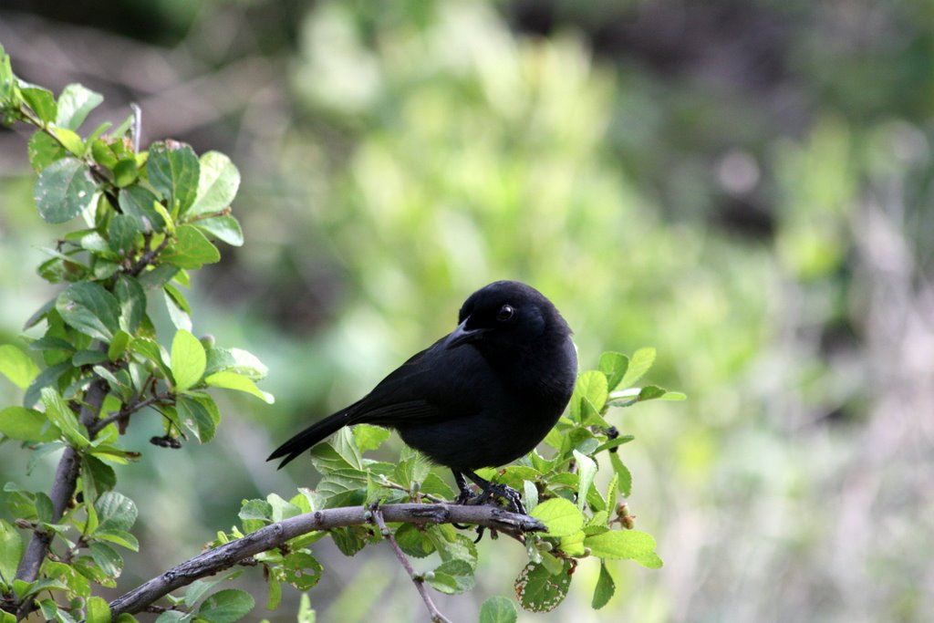 Tansania - schwarzer Vogel
