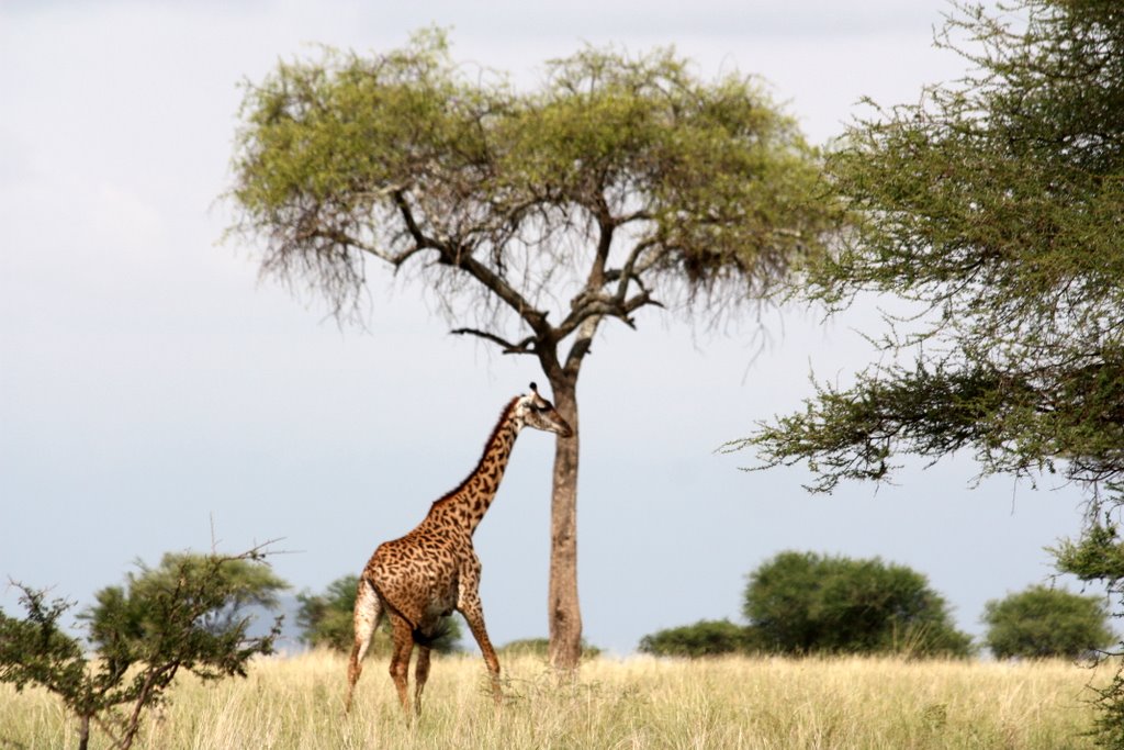 Tansania - eine Giraffe in typischer afrikanischer Savannen-Landschaft