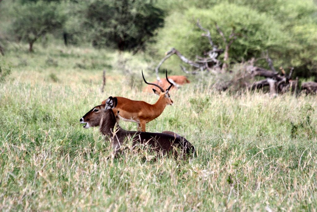 Tansania - Wasserbockweibchen und Impala-Männchen