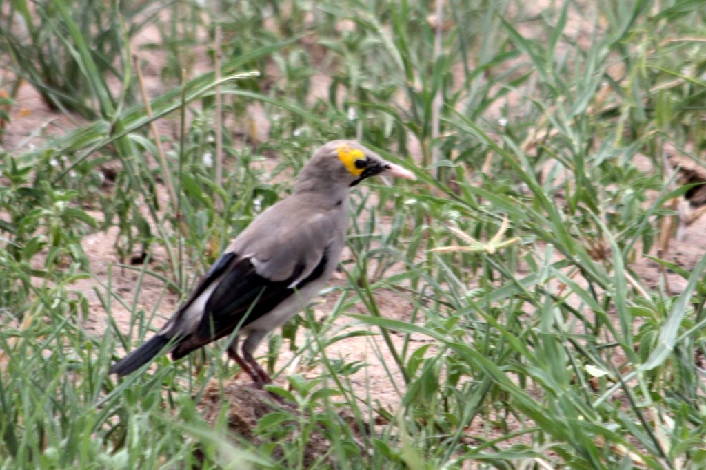 Tanzania - wattled starling (?)