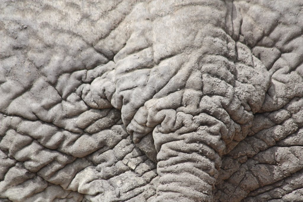 Tanzania - detail of the base of the tail of an elephant