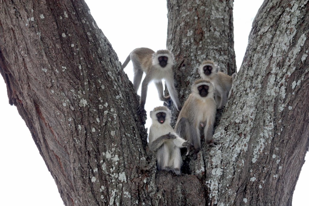 Tansania - Eine Gruppe von Grünmeerkatzen sitzt auf einem Baum und starrt zu uns Touristen herüber.