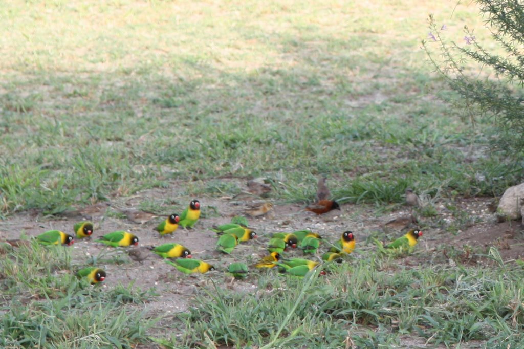 Tanzania - yellow-collared lovebird