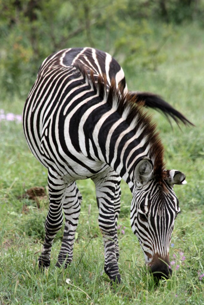 Tanzania - grazing zebra
