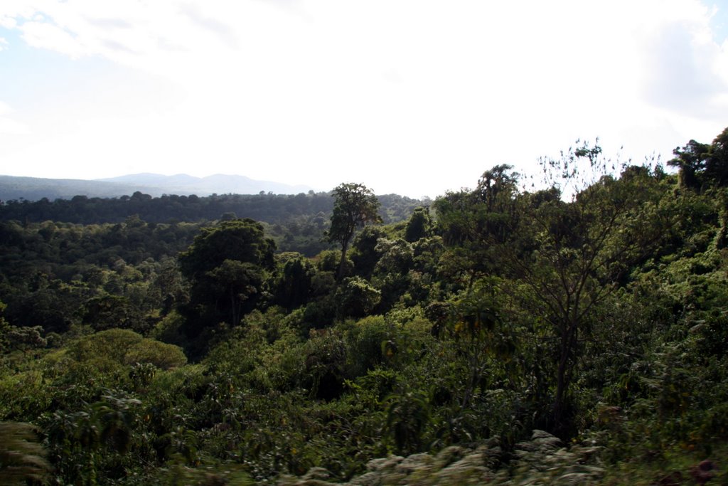 jungle on the outside of Ngorongoro Crater