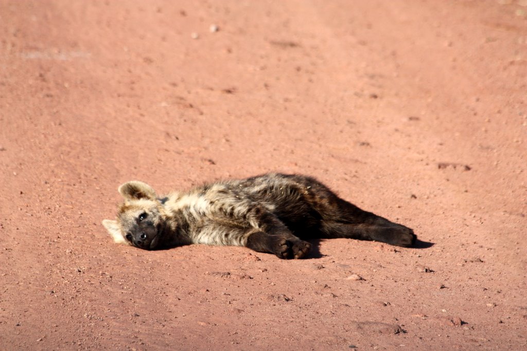 Tansania - Eine junge Hyäne liegt auf der Straße und sonnt sich.