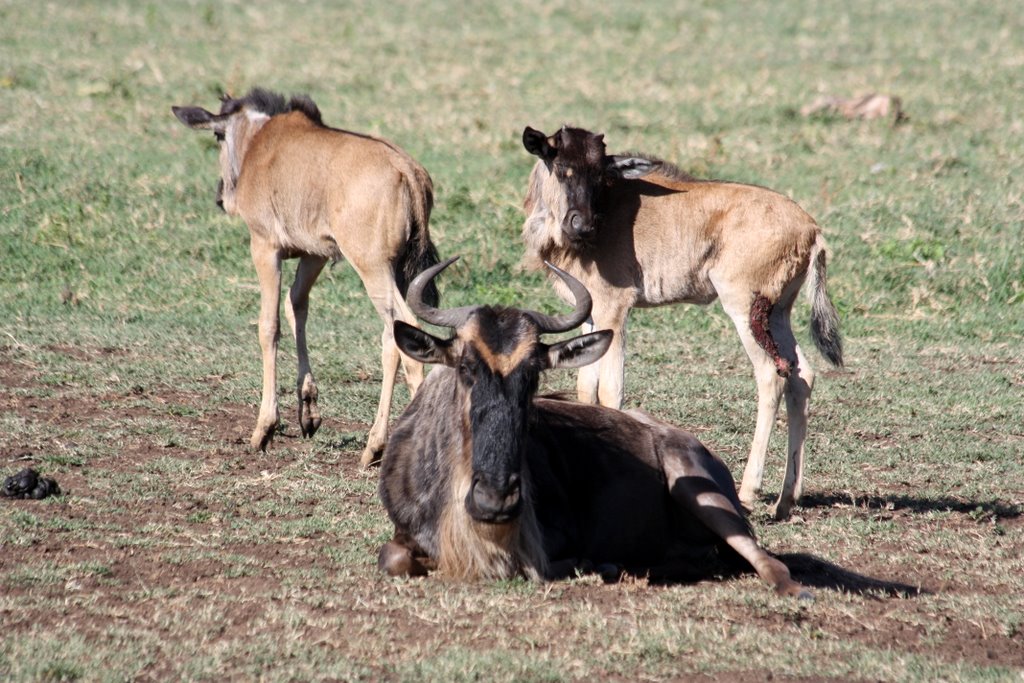 Tanzania - two young wildebeest and one adult animal
