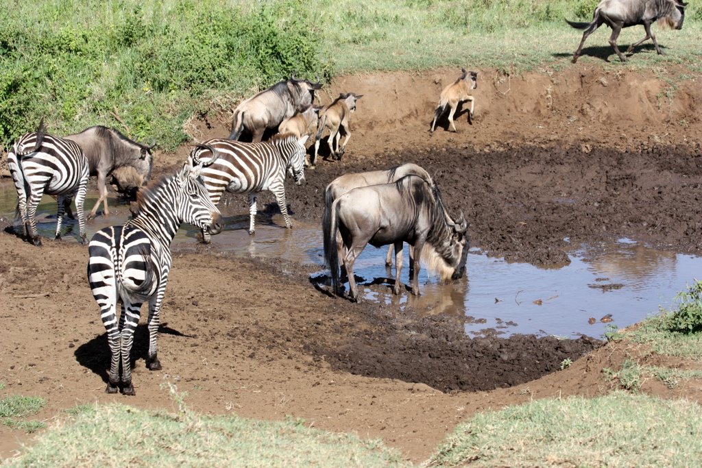 Tanzania - Wildebeest and zebras share a water hole.